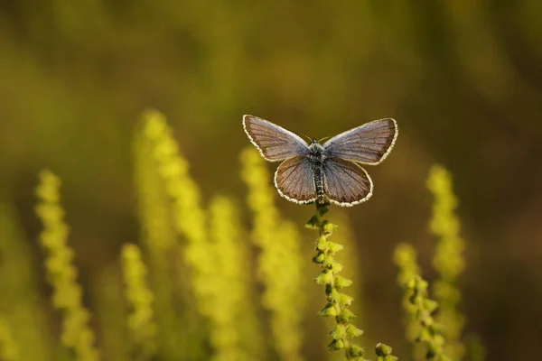 Měď motýl lat Lycaenidae — Stock fotografie