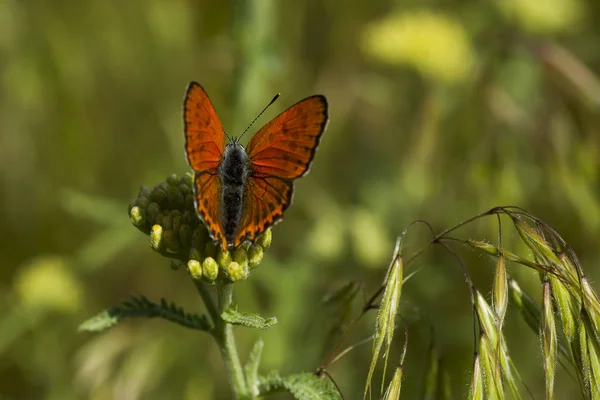 Kupferschmetterling lat lycaenidae — Stockfoto