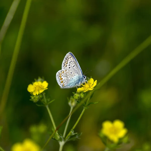 Borboleta-cobre lat Lycaenidae — Fotografia de Stock