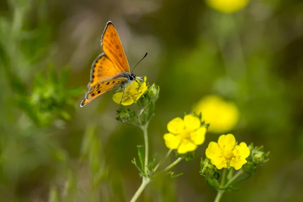 Měď motýl lat Lycaenidae Stock Obrázky