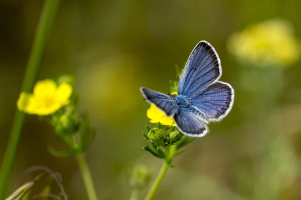 Borboleta-cobre lat Lycaenidae — Fotografia de Stock