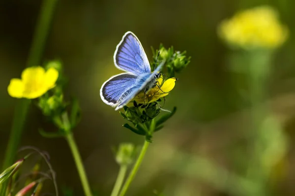 Lycaenidae Lycaenidae — Photo