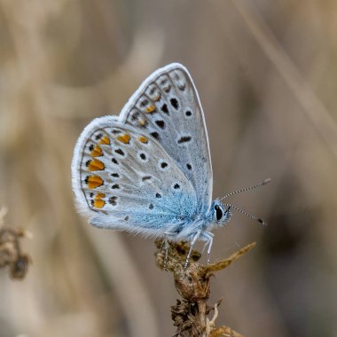 Bakır-kelebek lat. Lycaenidae