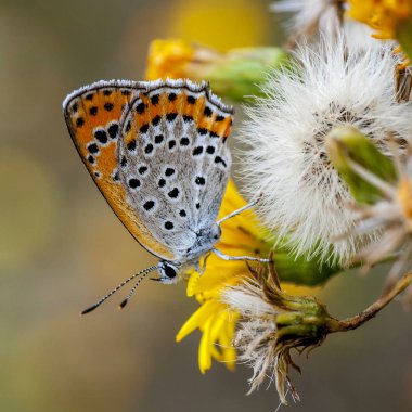 Bakır-kelebek lat. Lycaenidae