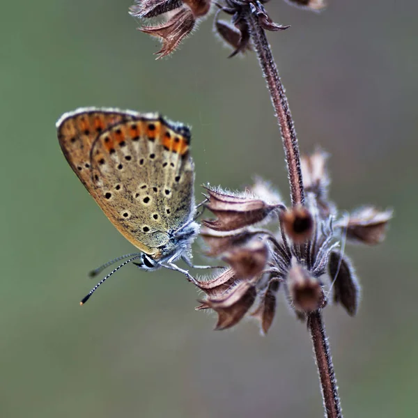 Copper-papillon lat. Lycaenidae — Photo