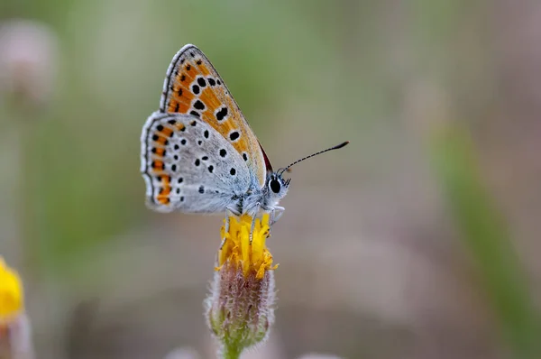 Měď motýl lat. Lycaenidae — Stock fotografie