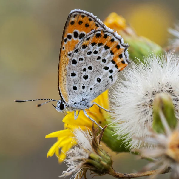 Miedź motyl lat. modraszkowatych — Zdjęcie stockowe