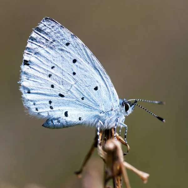 Copper-papillon lat. Lycaenidae — Photo