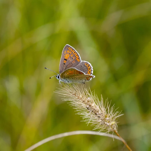 Lat mariposa de cobre. Lycaenidae —  Fotos de Stock