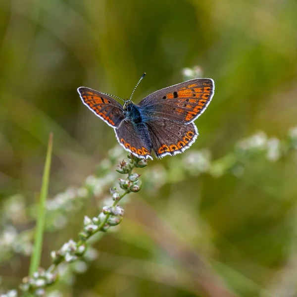 Copper-papillon lat. Lycaenidae — Photo