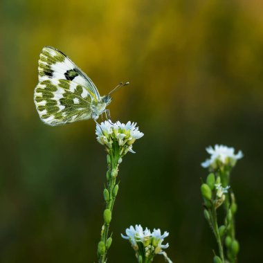 Belyanko - bir aile kelebek