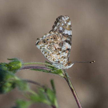Nymphalidae - Lepidoptera bir ailenin