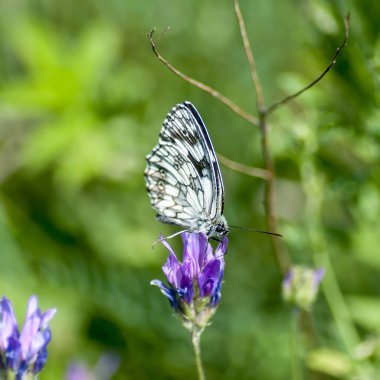 Nymphalidae - Lepidoptera bir ailenin