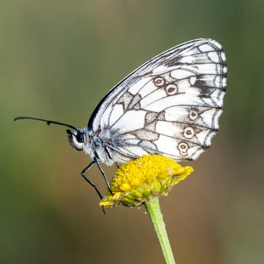 Nymphalidae - Lepidoptera bir ailenin