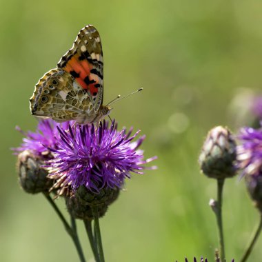 Nymphalidae - Lepidoptera bir ailenin