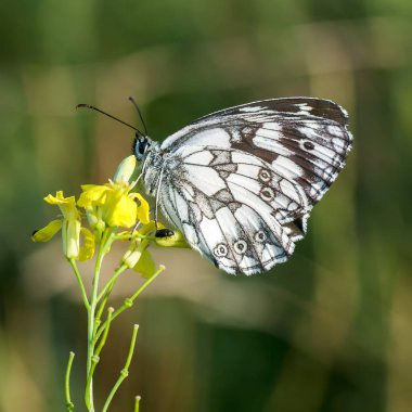 Nymphalidae - Lepidoptera bir ailenin