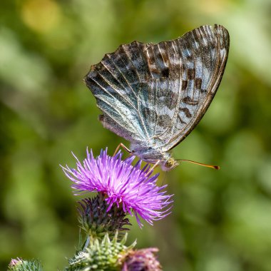 Nymphalidae - Lepidoptera bir ailenin