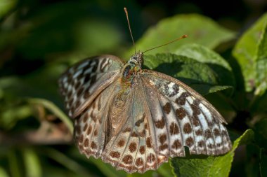 Nymphalidae - Lepidoptera bir ailenin