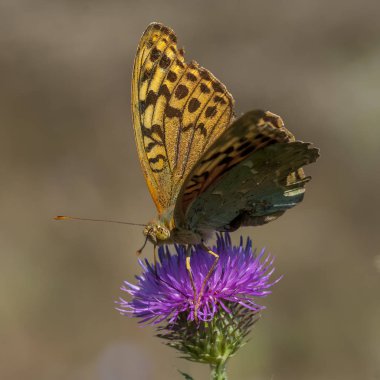 Nymphalidae - Lepidoptera bir ailenin