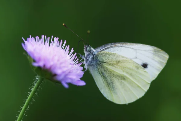 Belyanko - čeleď motýlů — Stock fotografie