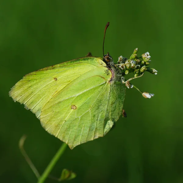 Belyanko  - A family of butterflies