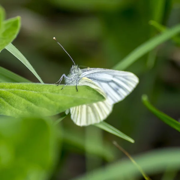 Belyanko  - A family of butterflies