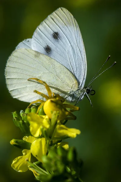Belyanko  - A family of butterflies — Stock Photo, Image