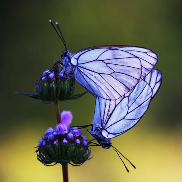 Belyanko - Uma família de borboletas — Fotografia de Stock