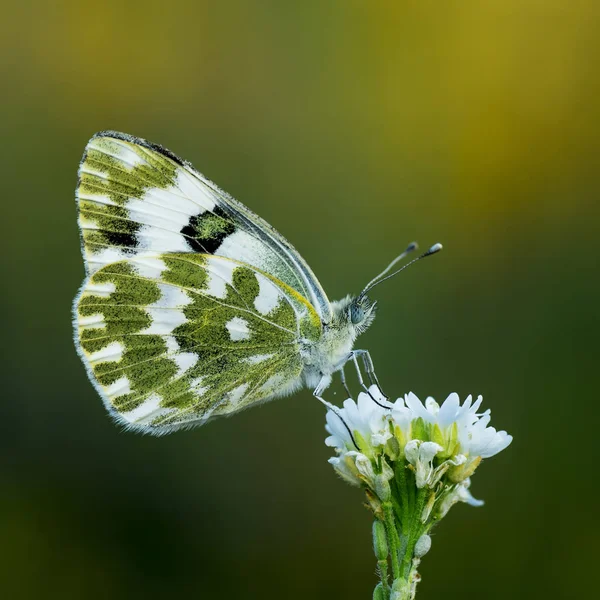 Belyanko - A family of butterflies