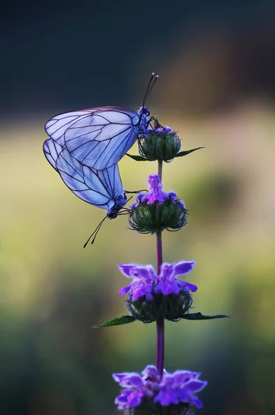 Belyanko - eine Familie von Schmetterlingen — Stockfoto