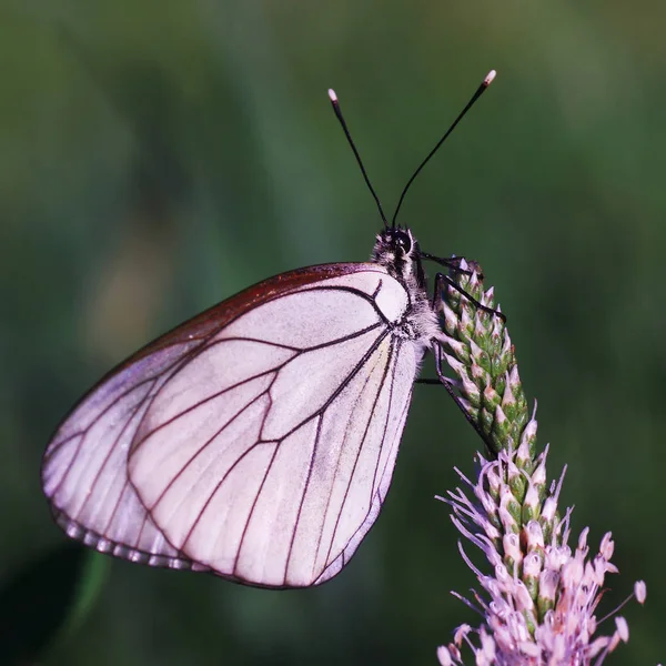 Belyanko - A family of butterflies