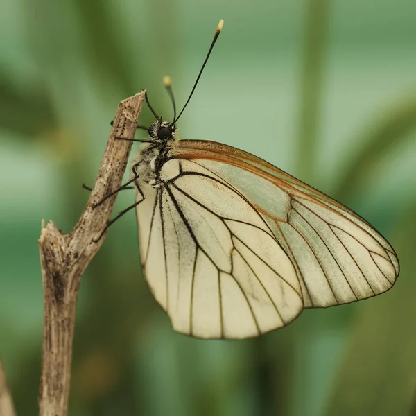 Belyanko - čeleď motýlů — Stock fotografie