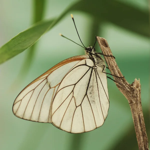 Belyanko - A family of butterflies