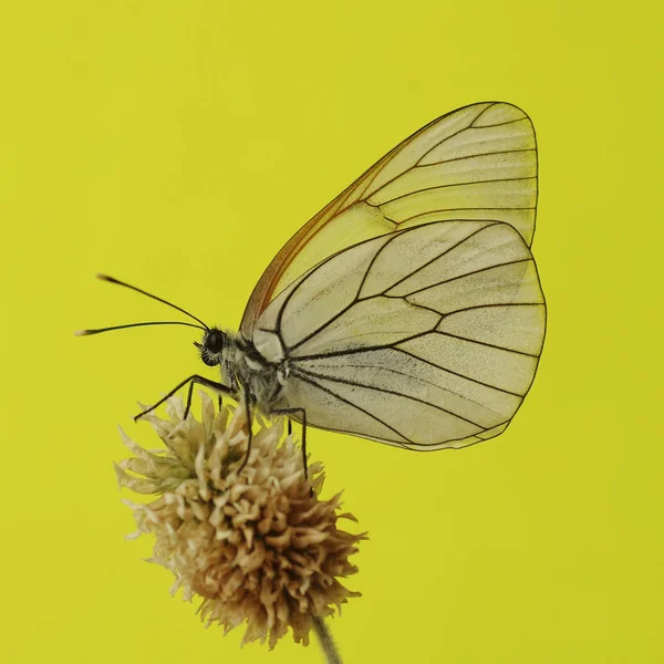 Belyanko - eine Familie von Schmetterlingen — Stockfoto