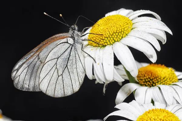 Belyanko- Una familia de mariposas — Foto de Stock