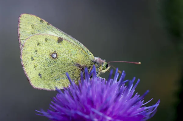 Belyanko- A family of butterflies — Stock Photo, Image