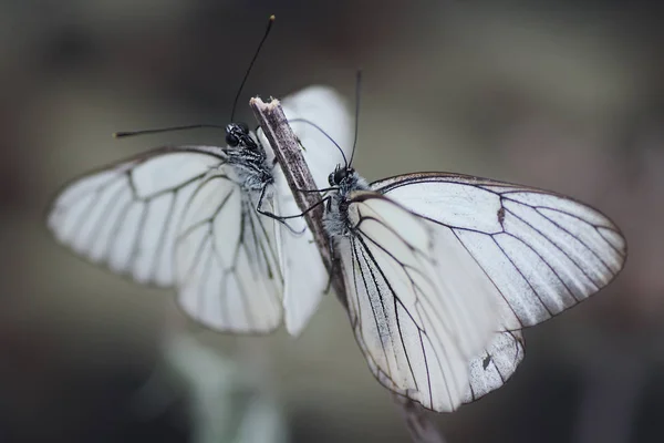Belyanko- A family of butterflies