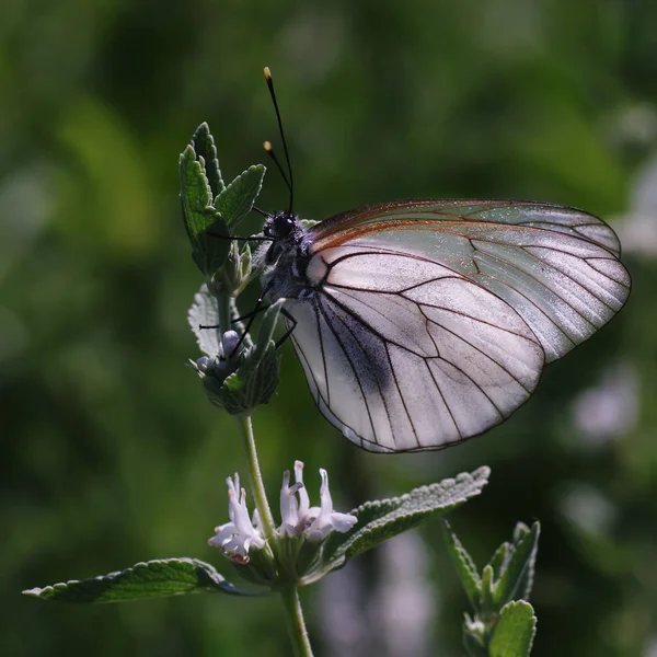 Belyanko- eine Familie von Schmetterlingen — Stockfoto