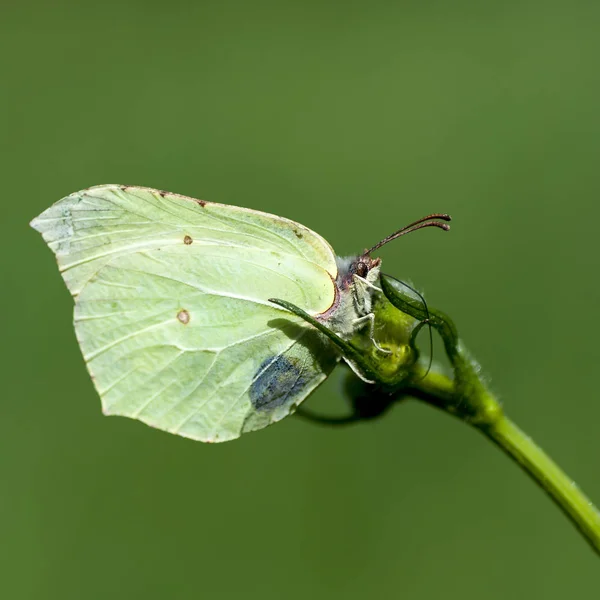 Belyanko - čeleď motýlů — Stock fotografie