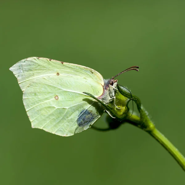 Belyanko  - A family of butterflies