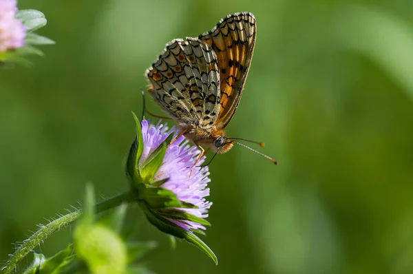 Nymphalidae  - A family of Lepidoptera — Stock Photo, Image