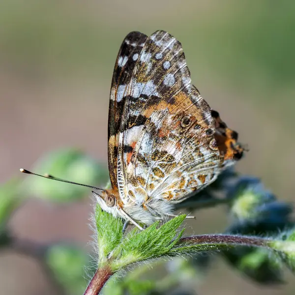 Nymphalidae - Uma família de Lepidoptera — Fotografia de Stock