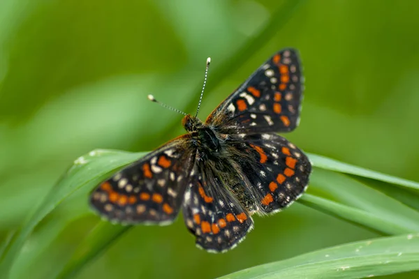 Nymphalidae - Uma família de Lepidoptera — Fotografia de Stock