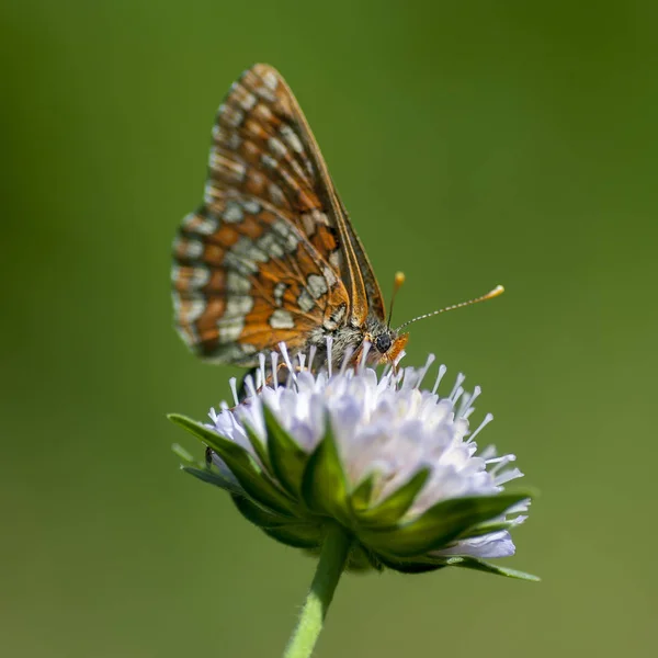 Babočkovití - rodina Lepidoptera — Stock fotografie