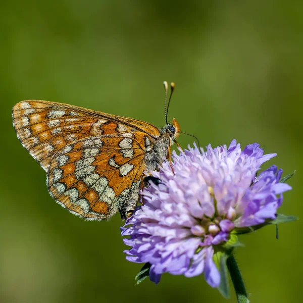 Nymphalidae - Une famille de lépidoptères — Photo