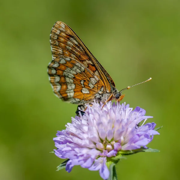 Tarkalepkefélék - Lepidoptera család — Stock Fotó