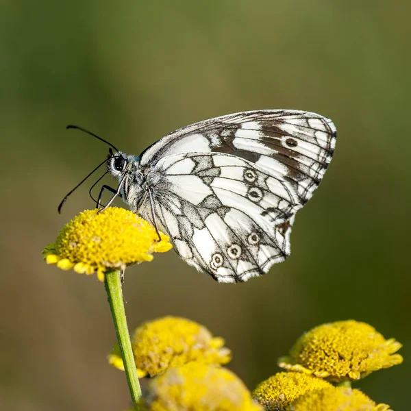 Nymphalidae - eine Familie von Lepidoptera — Stockfoto