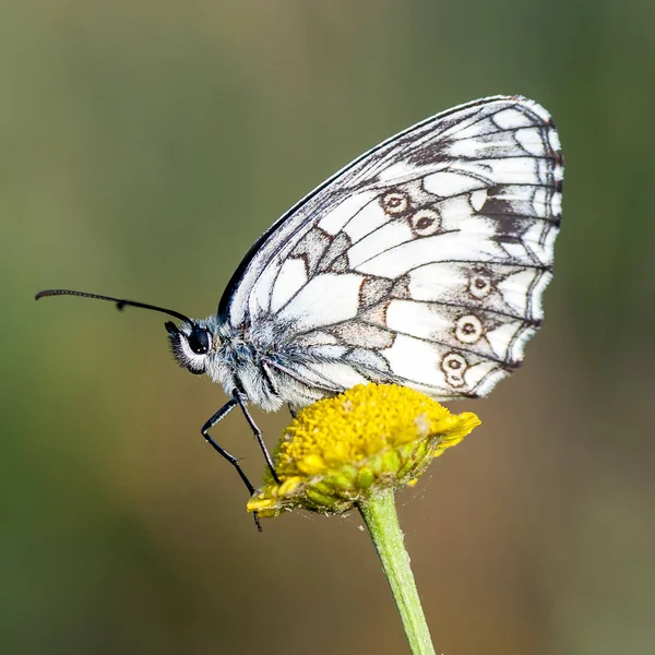 Nymphalidae - eine Familie von Lepidoptera — Stockfoto