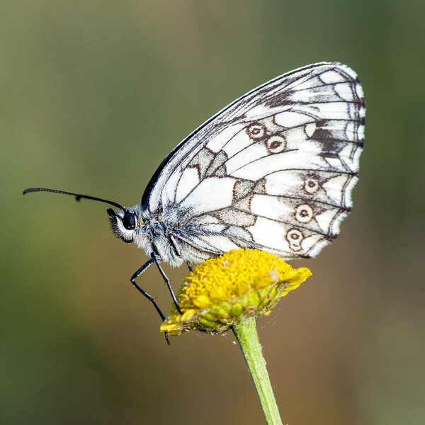 Nymphalidae - A family of Lepidoptera