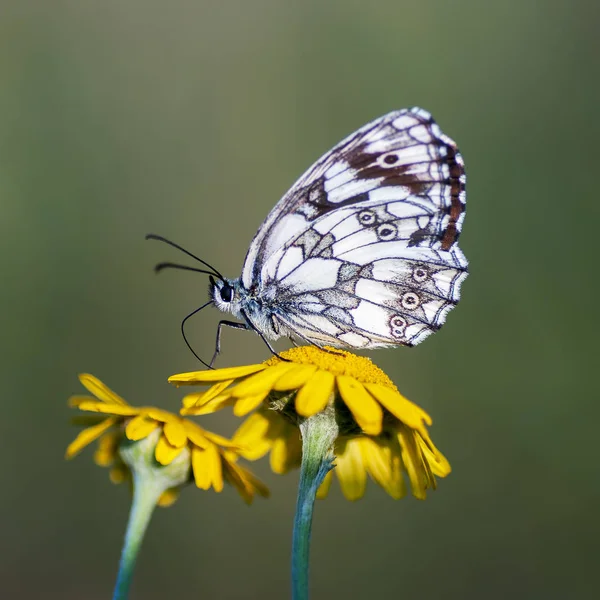 Nymphalidae ครอบครัวของ Lepidoptera — ภาพถ่ายสต็อก